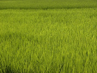 ヤミ米と事故・汚染米と日本の米はどうなるか？